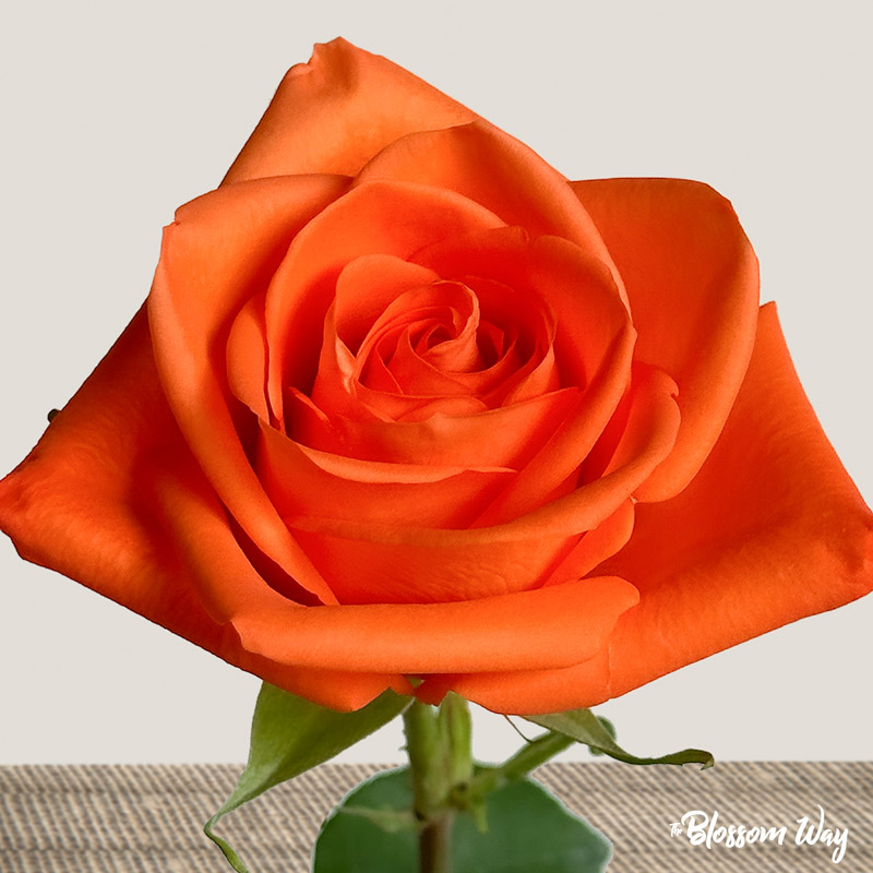 Pink Roses